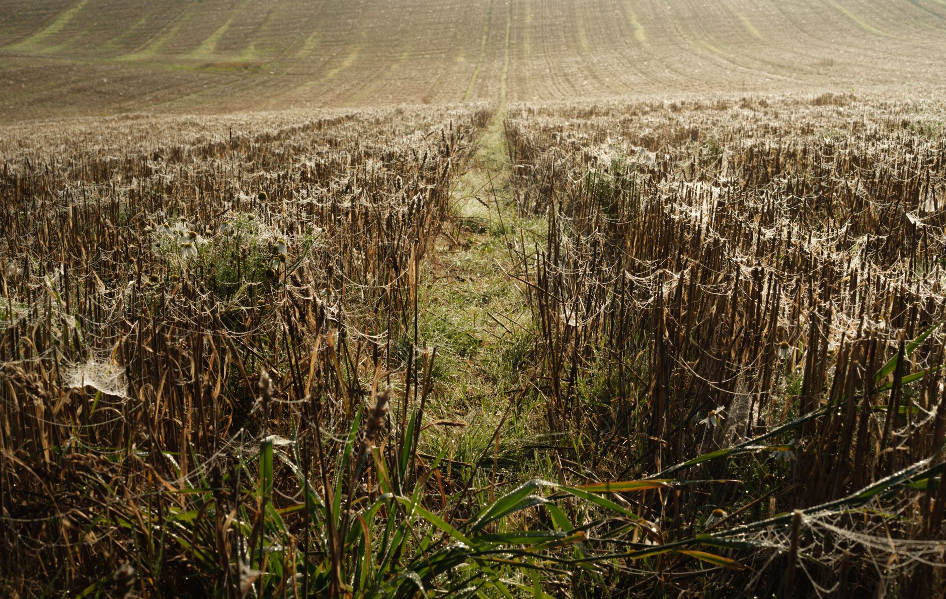 Dewy Grass Stroll: Your Morning Reset for Calm & Focus