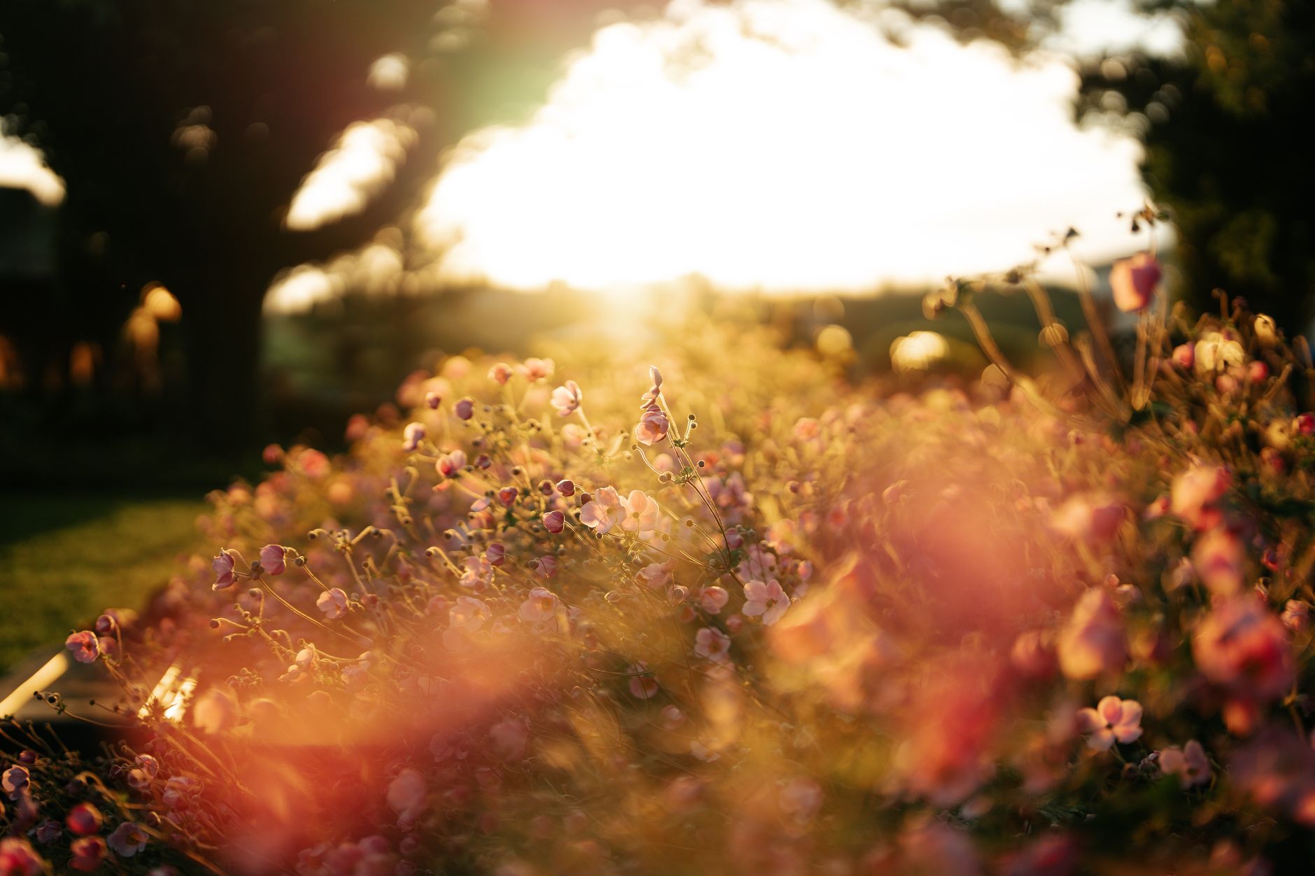 Optimize Morning Light for Natural Energy & Focus