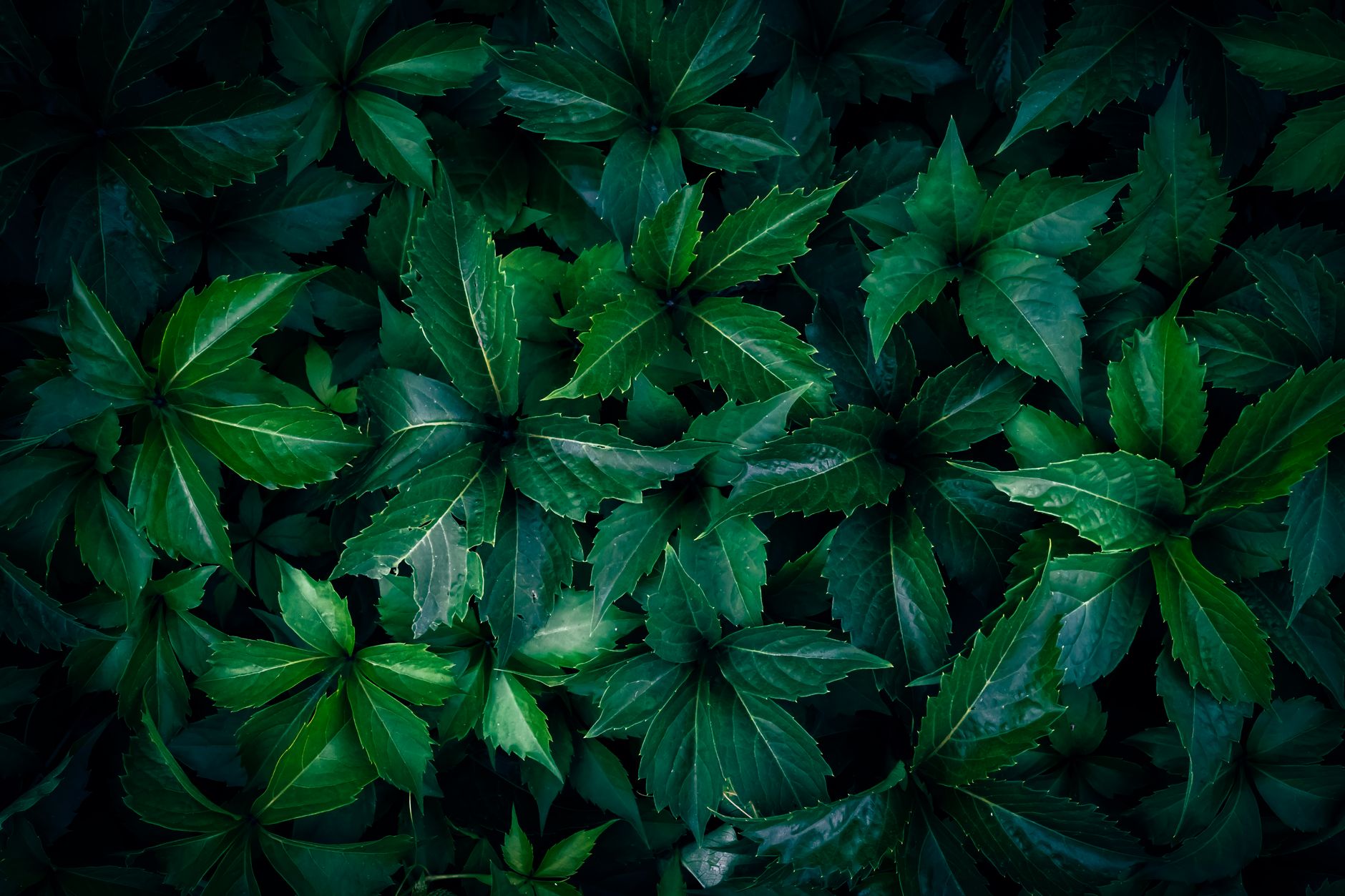 Keep Fresh Greens Vibrant: Lock in Essential Nutrients