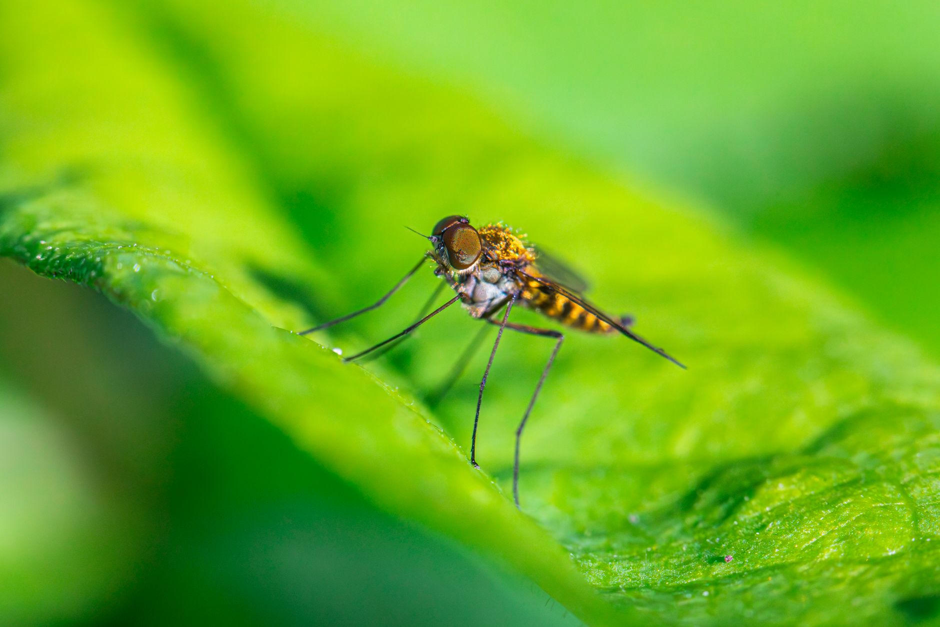 Breathe Easy: Natural Mosquito Repellent for Home Calm